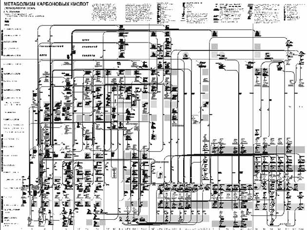 Рис. 17. Общие контуры карты метаболизма карбоновых кислот (12)