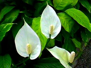 Спатифиллум