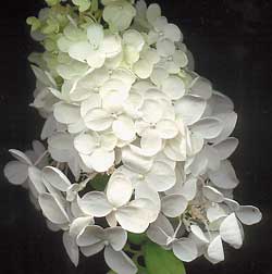 Гортензия метельчатая