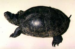 европейская болотная черепаха (Emys orbicularis), фото, фотография