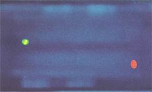 Две пробные капли, флуоресцирующие красным и зеленым светом