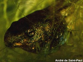 Головастик чесночницы обыкновенной